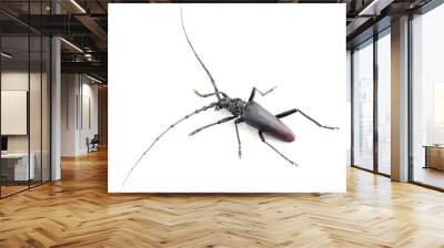 The great capricorn beetle (Cerambyx cerdo) isolated on white. Male Wall mural