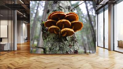 Group of orange mushrooms growing on tree bark in pine forest. Autumn season in mountains. Honey agarics close up on a trunk. Carpathian mountains, Ukraine. Wall mural