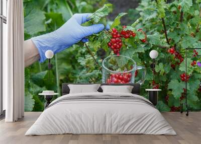 Gathering red currant in the garden in sunny summer day. Wall mural