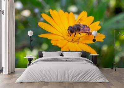 Marigold flower with a bee on the summer background. Wall mural