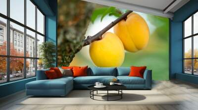 Ripe apricot fruits on small branch of a tree in the garden, close up. Two bright yellow juicy apricots in the time of fruit harvesting, concept of healthy food and vitamins Wall mural