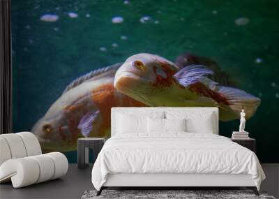 two fish swimming in the water, South American cichlid red-white astronotus Wall mural