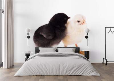 Two small chickens isolated on a white background. Black and white chickens stand together Wall mural