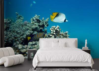 Colorful tropical fish on a coral reef, amazingly beautiful fairy world. In the coral gardens of the Red Sea. Wall mural