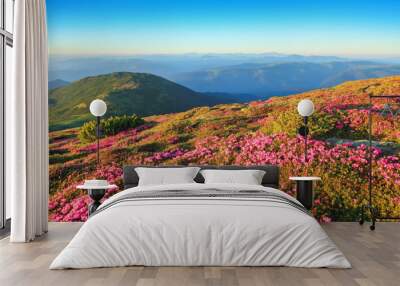 The lawns are covered by pink rhododendron flowers. Beautiful photo of mountain landscape. Concept of nature rebirth. Summer scenery. Blue sky with cloud. Location Carpathian, Ukraine, Europe. Wall mural