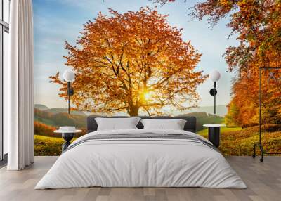 There is a lonely lush tree on the lawn covered with orange leaves through which the sun rays lights through the branches with the background of blue sky. Beautiful autumn scenery. Wall mural