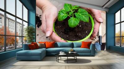 green sprout seedling with leaves in a pot protected with hands Wall mural