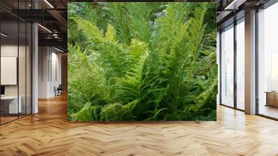 Green beautiful fresh background with ferns Wall mural