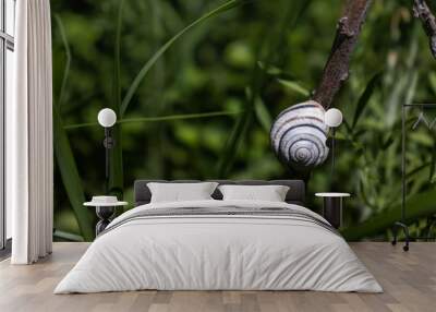 The snail is sleeping on a dry branch in the green grass. Wall mural