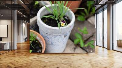 Top view of pots with plants that require care Wall mural