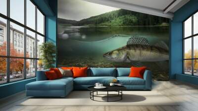 Fishing. Close-up shut of a zander fish under water. Wall mural