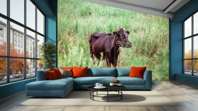 cows graze on pasture, bulls Wall mural