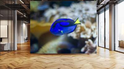 Blue tang (Paracanthurus hepatus) fish swimming underwater in an aquarium Wall mural