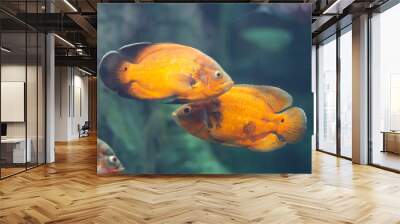 Oscar (Astronotus ocellatus) fish swimming underwater in an aquarium Wall mural