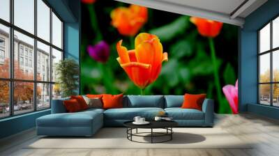 
Tulips in a city park.
Blurred background.
Floral image for web design.
 Wall mural