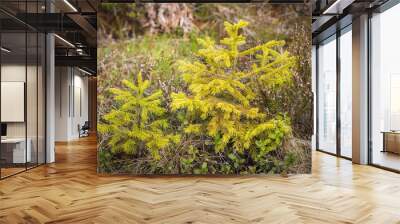 Two young spruce trees that grow on the site of logging. Wall mural