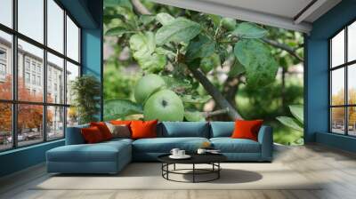 apples on a tree Wall mural