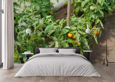 Bushes of red and green tomatoes growing in the greenhouse in summer. Day Wall mural