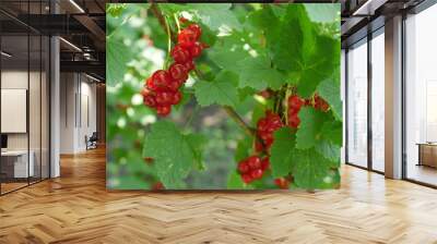 red currant berries on a branch in summer Wall mural