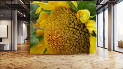 sunflower Wall mural