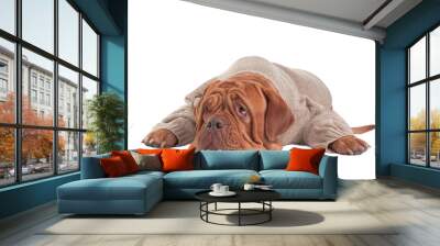 Sleepy dog Wall mural