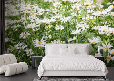 chamomile field on a warm summer day Wall mural