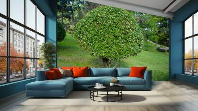 Decorative cherry laurel tree in the garden in the park Wall mural