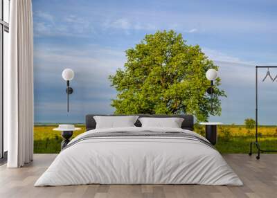 oak with green foliage in a field on a clear summer day Wall mural