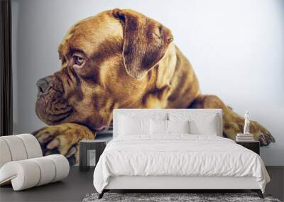 Dogo Wall mural