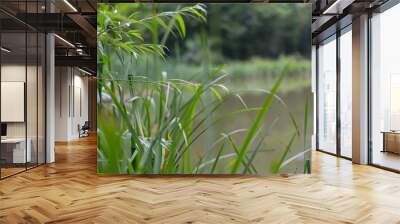 Green grass and trees on the banks of the pond in natural light Lake, pond, water on the background of green trees with reed leaves in Sunny weather on a summer day  Wall mural