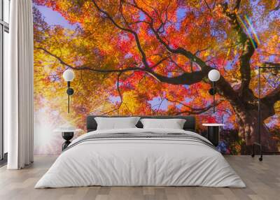 top view from below of maple tree with blue sky in garden in autumn season at kyoto, Japan, sunlight effect Wall mural