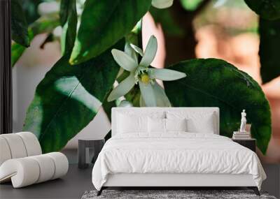 White  flower of lemon tree Wall mural