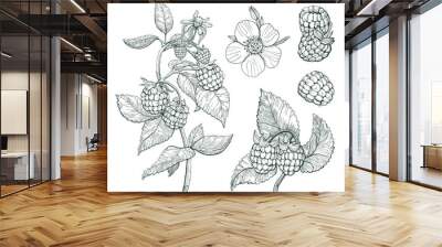 Raspberry vector set. Sketch of berry branch, isolated raspberry drawing on white background.  Wall mural