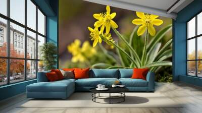  Bright yellow flowers bloom in a lush green field Wall mural