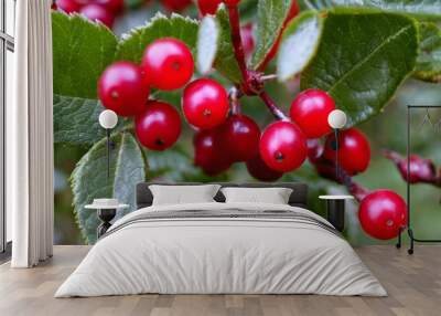 A bunch of red berries on a tree branch Wall mural