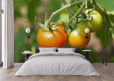 Freshly ripened tomatoes ready for harvest Wall mural