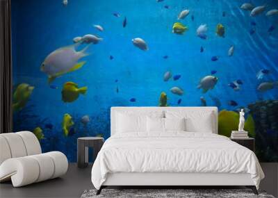 School of different varieties of fish swimming in water in COEX Aquarium, Seoul, South Korea Wall mural