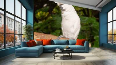 White Cockatoo Parrot sitting on a branch in a tropical park Wall mural