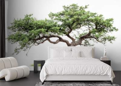 cedar tree on a white background. Cedar tree on a white background. A solitary, artistic tree with a twisted trunk and lush green foliage set against  Wall mural