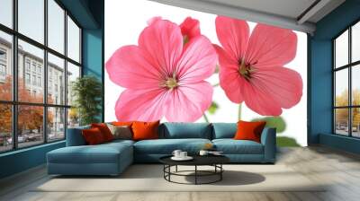 Geranium flower. Geranium flower on a pure white background. A close-up of vibrant pink geranium flowers against a light background, showcasing their d Wall mural