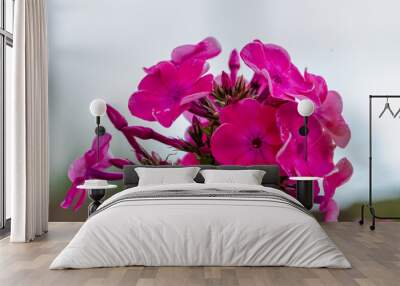 The amazingly beautiful flower of Phlox paniculata, blooming in summer, shines from afar and attracts the eye with its beauty, close-up, horizontal Wall mural