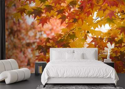 fall leaves Wall mural