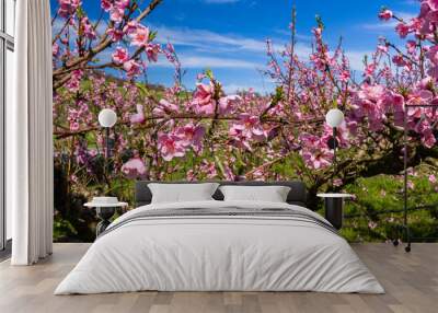 The arrival of spring in the blossoming of peach trees treated w Wall mural