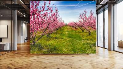 The arrival of spring in the blossoming of peach trees treated w Wall mural