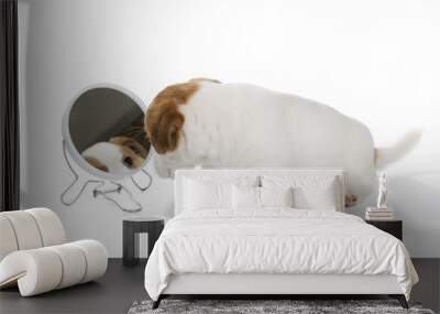 puppy Jack Russell Terrier with mirror isolated on white backgro Wall mural