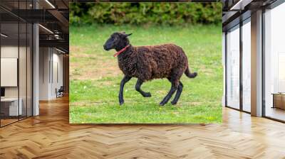 A black sheep running across green grass Wall mural