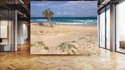 A lonely tree growing on the sandy beach of Marmari on the island of Kos. Greece Wall mural