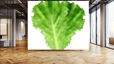 Fresh green leaves of iceberg lettuce isolated on white background. Vector illustration. Wall mural