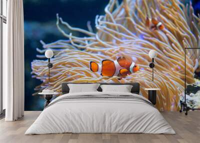 Clown fish in anemone Wall mural