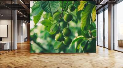 Green, unripe fruits hanging from a branch amidst lush foliage, capturing the natural vibrancy and growth within a serene orchard. Wall mural